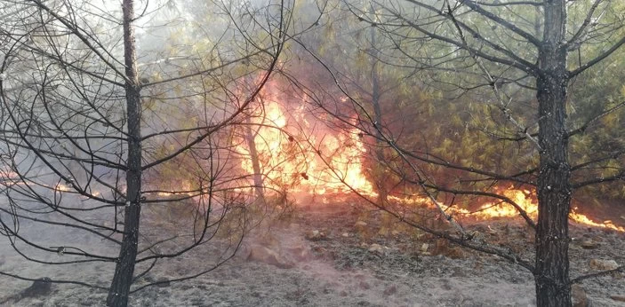 Şanlıurfa'da Ormanlık Alanlara Giriş Yasaklandı: Doğaya Koruma Önem Kazanıyor